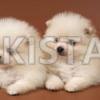   Stunning Pomeranian puppies males and females 