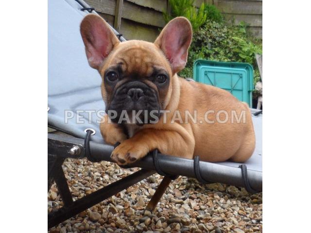  FRENCH BULL DOG PUPPY
