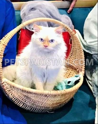 MALE PERSIAN CAT FOR SALE