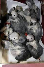 Fertile Parrot Eggs and Chicks For Sale