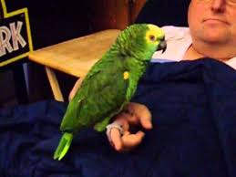 parrot for sale