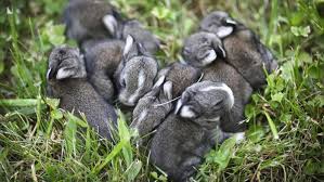 rabbit for addoption