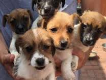 dog for addoption