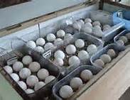 healthy parrots and ostrich eggs available