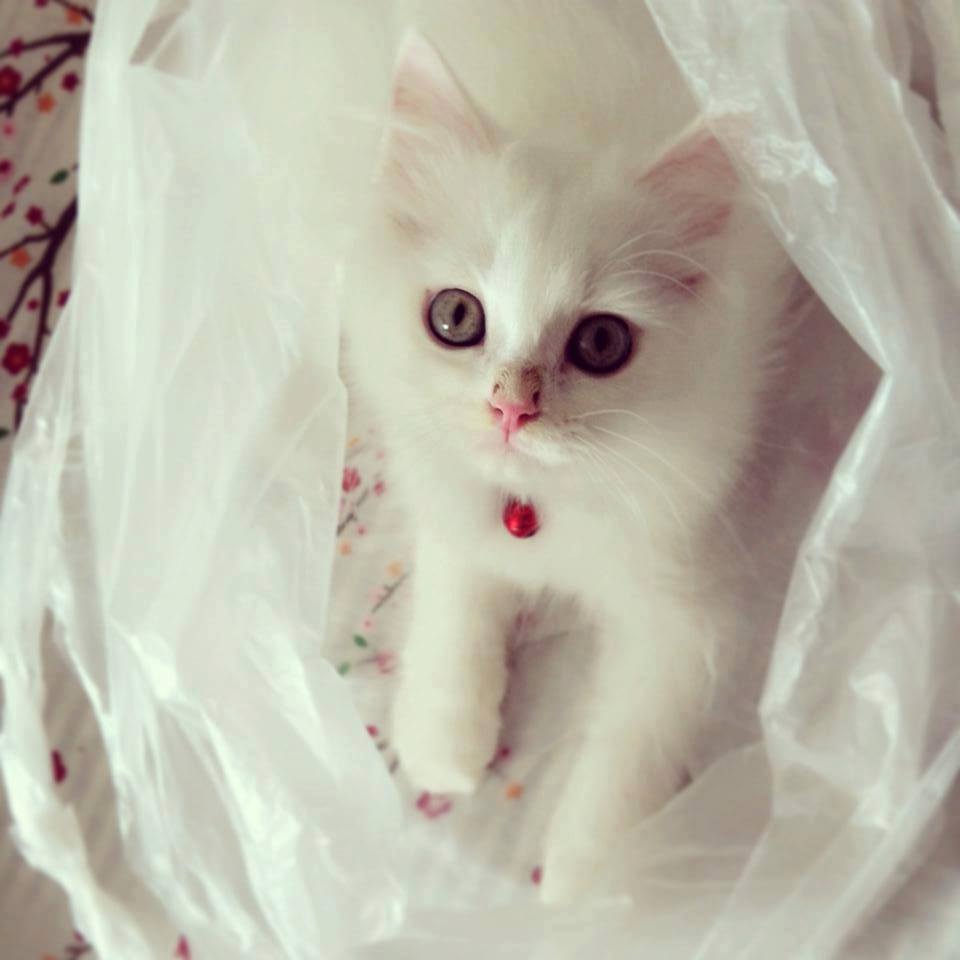 Persian kittens for sale.