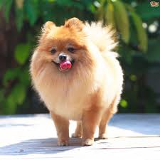 puppy for adoption