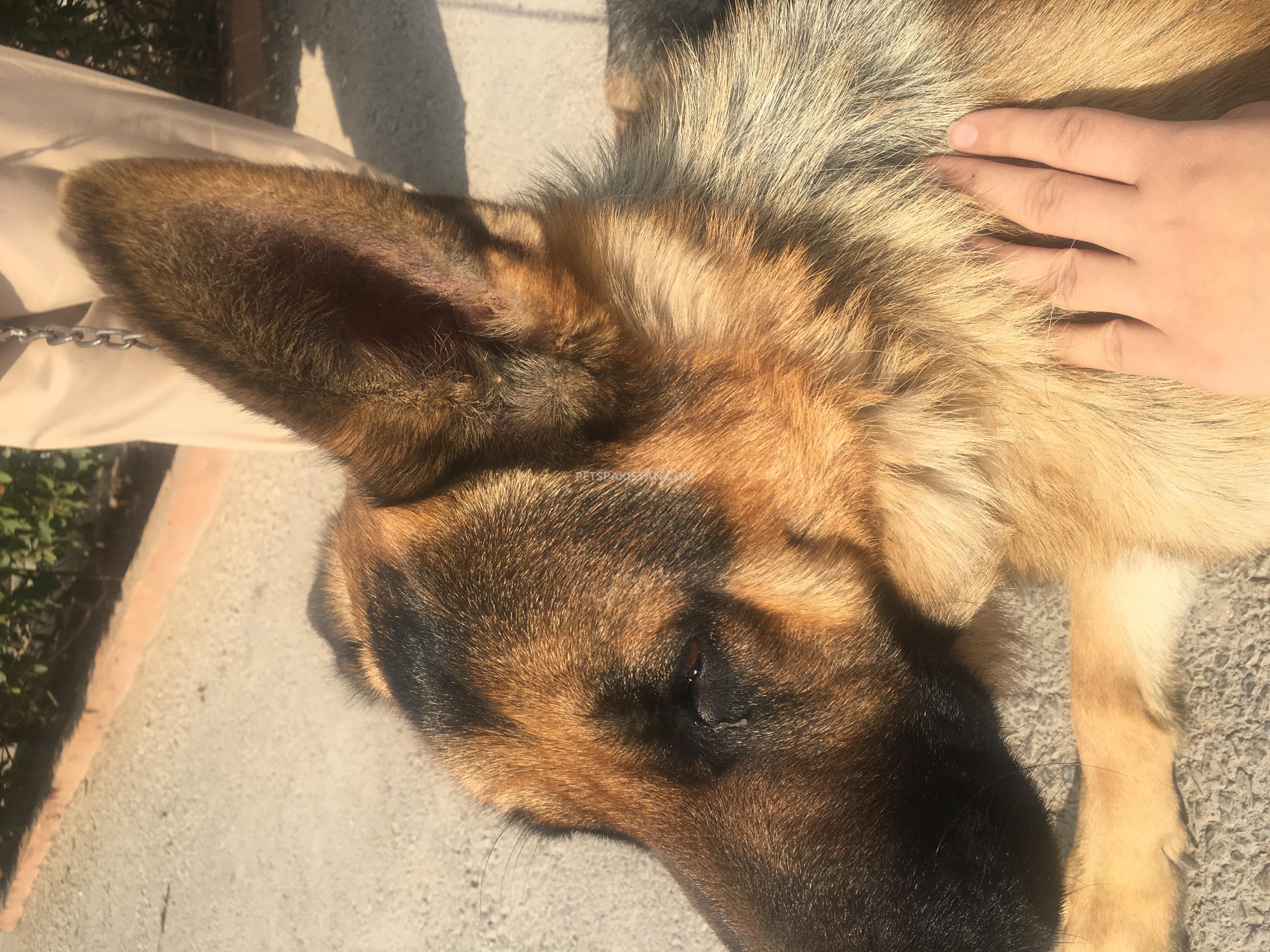 Male german shepherd