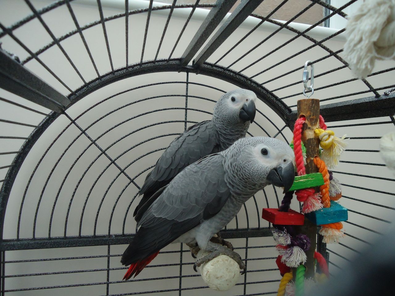 2 Male and Female Congo African Grey Parrots  for adoption