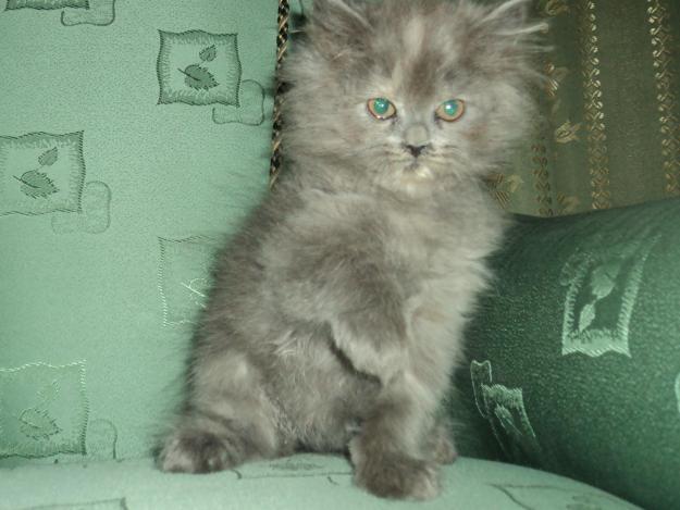 Punch Face Persian Female for sale in pakistan