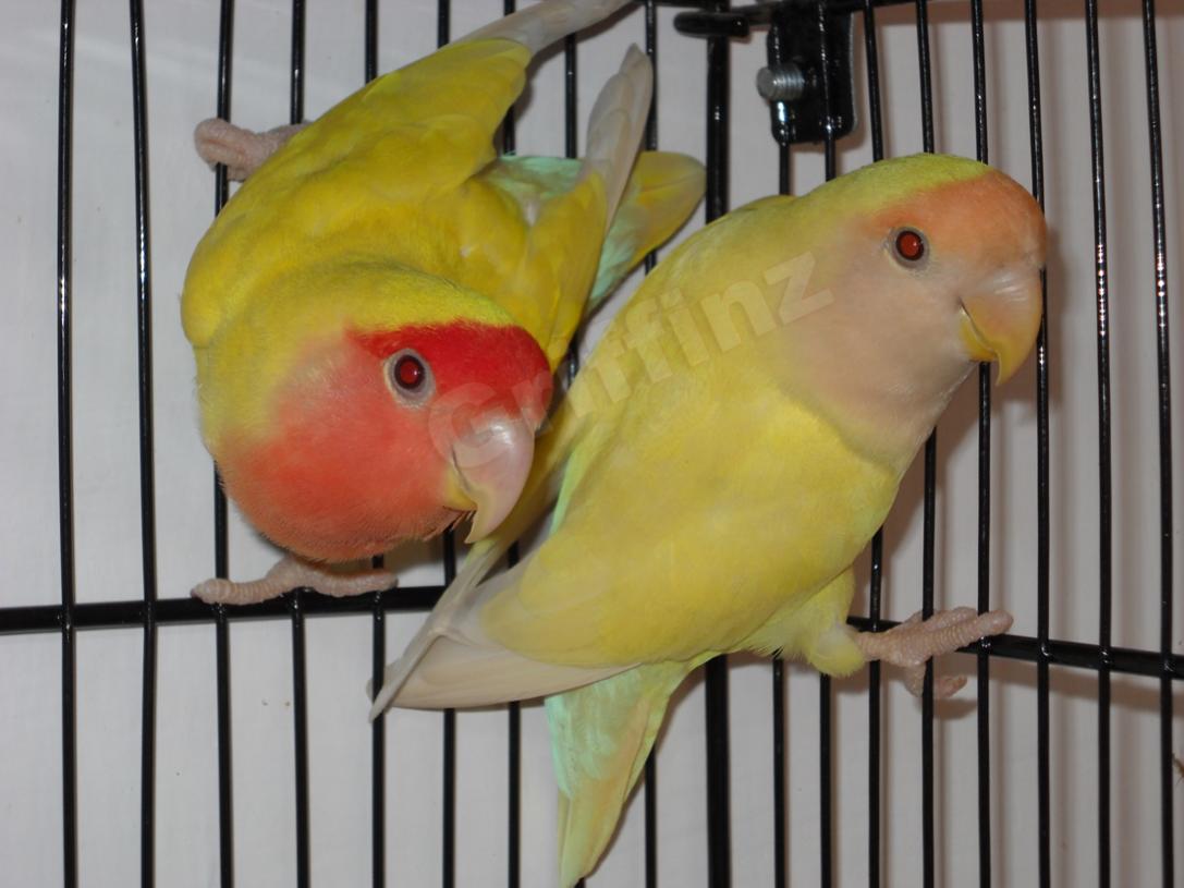 Creamino and lunito female for sale