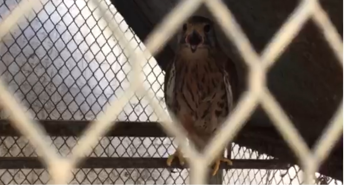 EAGLE FOR SALE