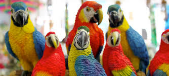 PARROT FOR SALE