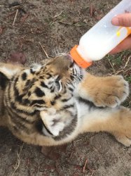 exotics big cats cubs for sale