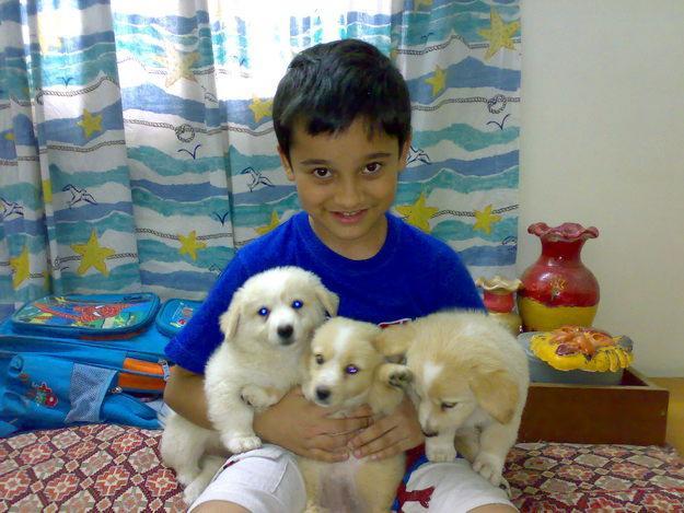 dogs,russian dog puppies for sale in lahore