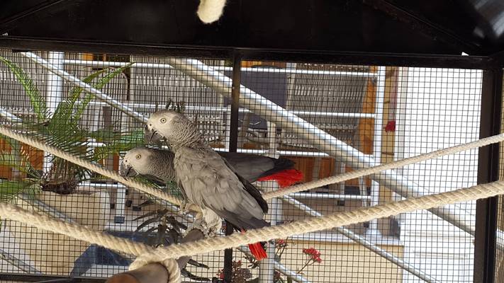 African Grey Confirm Pair
