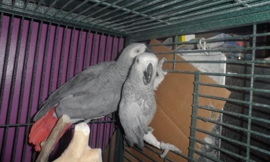 Healthy Tamed African Grey Parrots Available