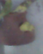 i am sell my adult parrotes