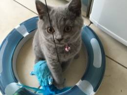 Gccf Registered Bsh Blue Female Kittens
