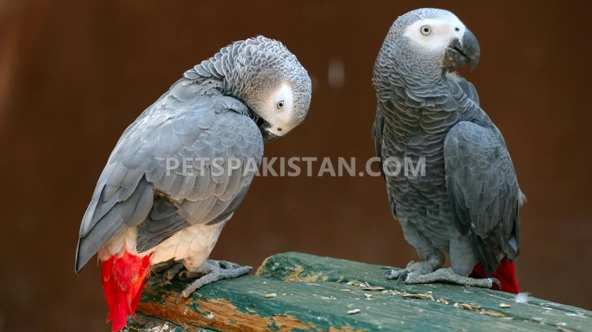 Tame, healthy Parrots, African Grey, Cokatoos, and fertile eggs for sale