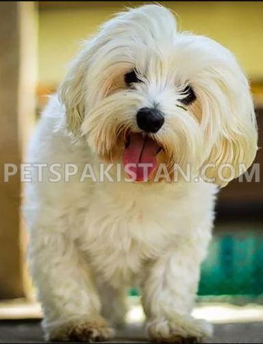 looking for female maltese to breed