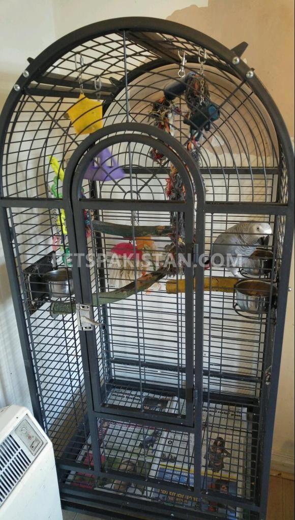 Talkative AFrican Grey Parrots available for rehoming