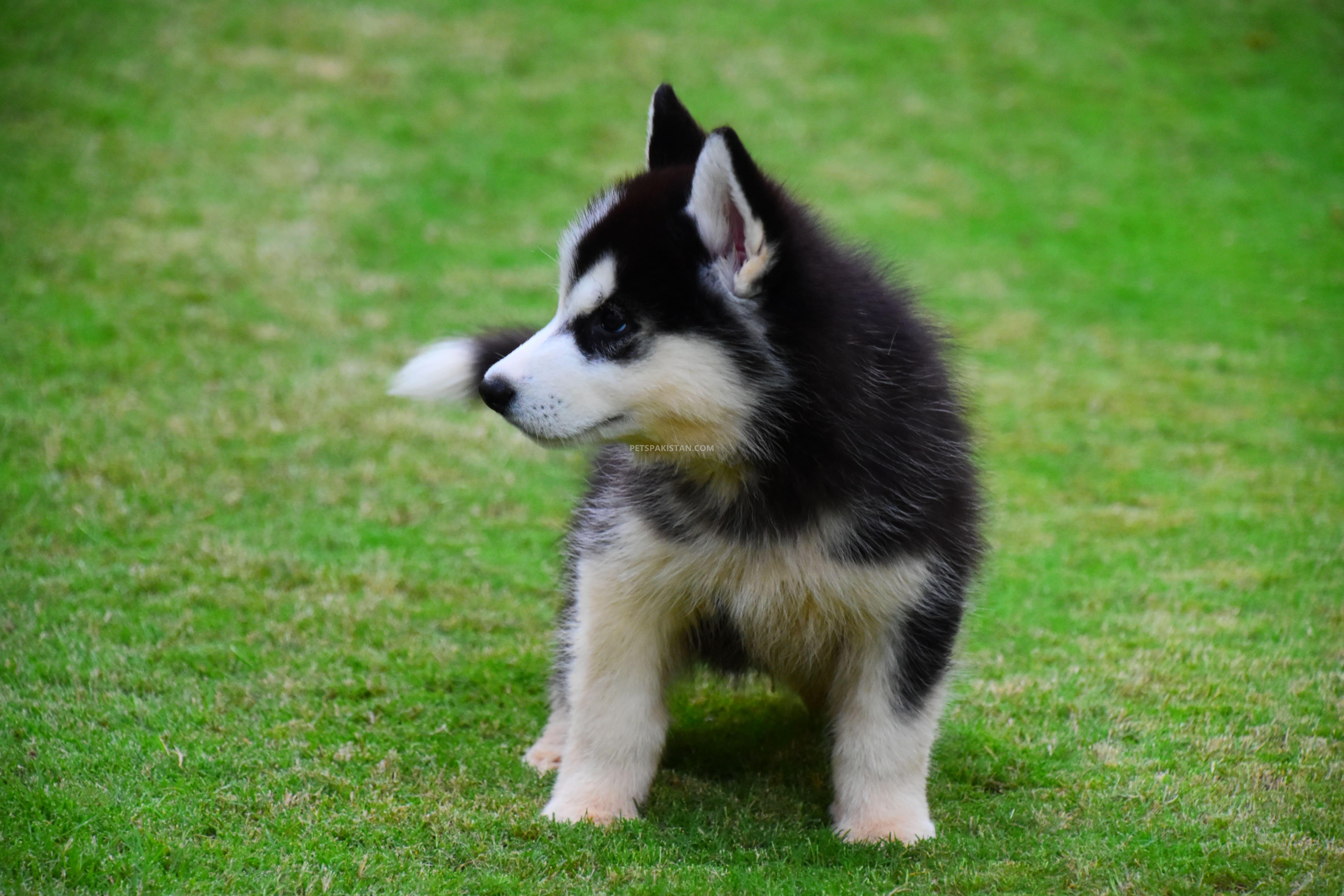 Siberian Husky puppies