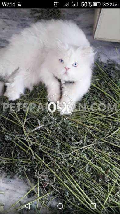 White Stud Male