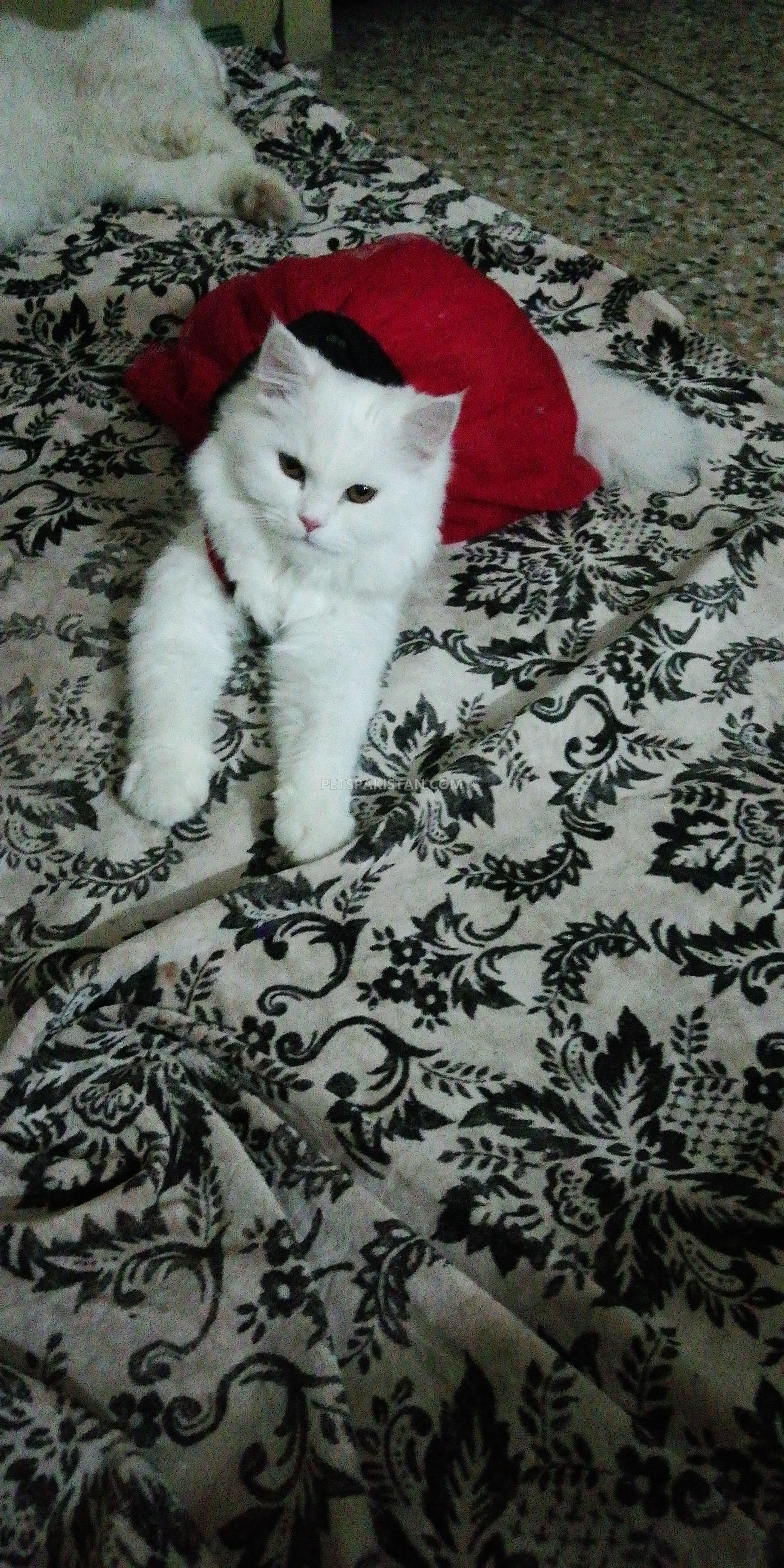 White Persian cat for sale