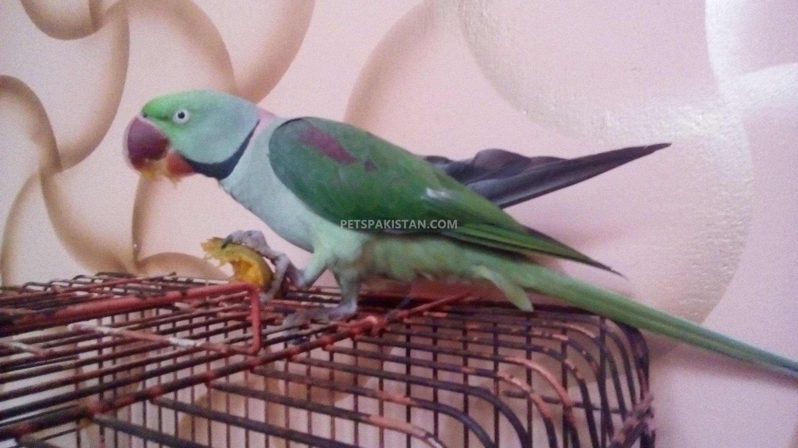 Raw Alexander Parrot