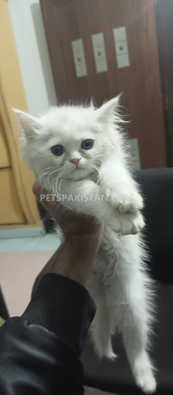 Pure Persian kittens for sale