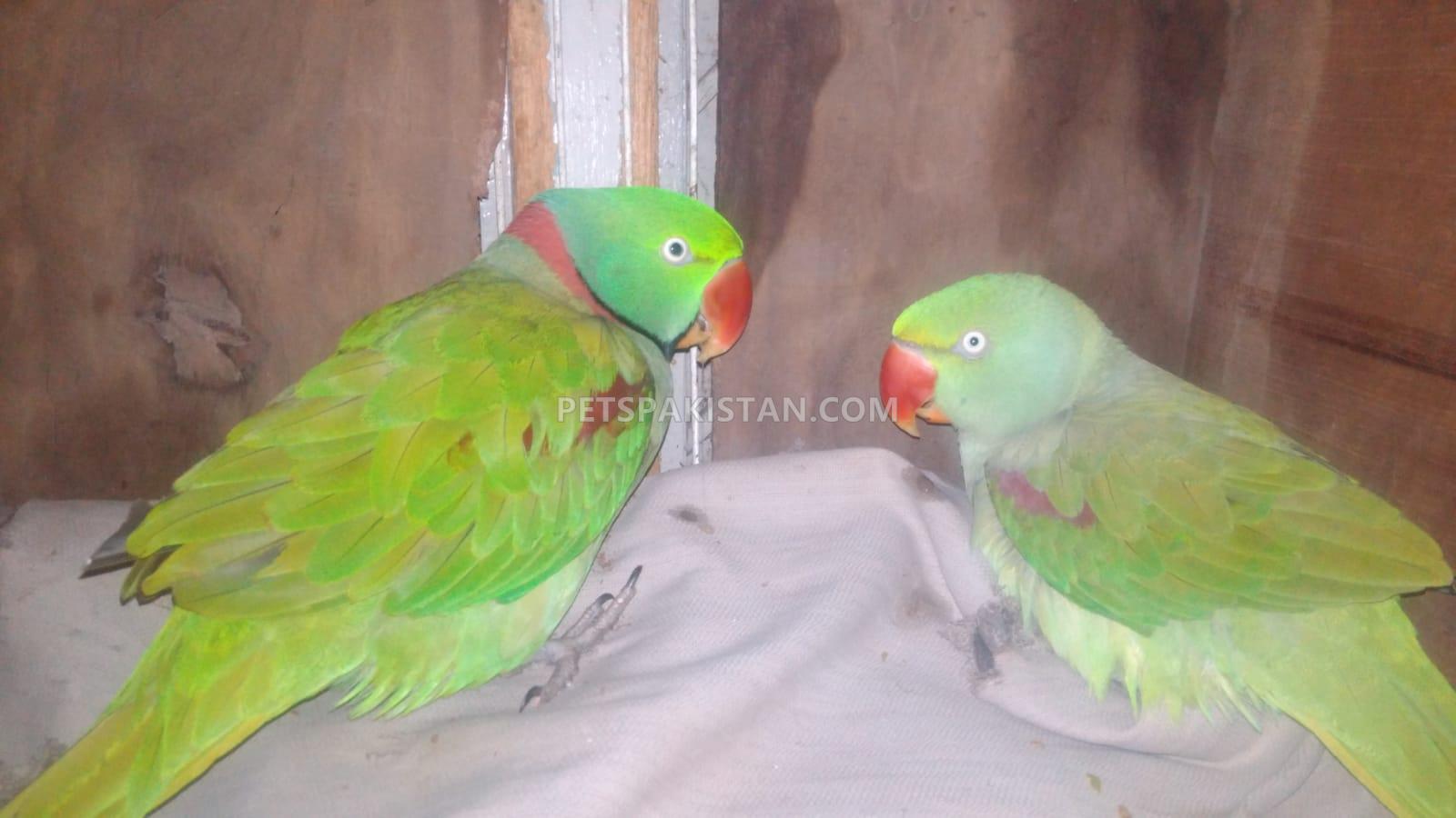 Alexandrine parrot, Raw tota, Male