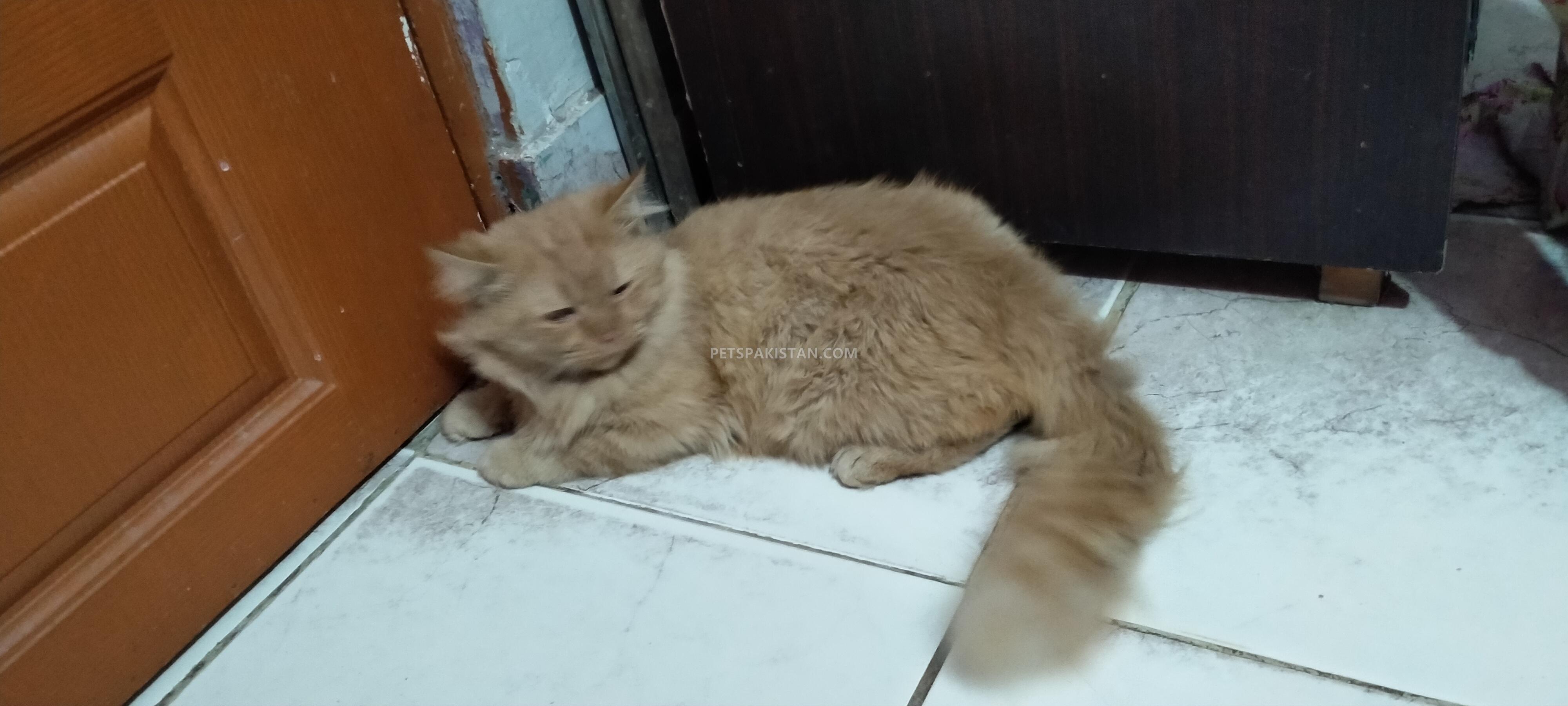 Persian cat
