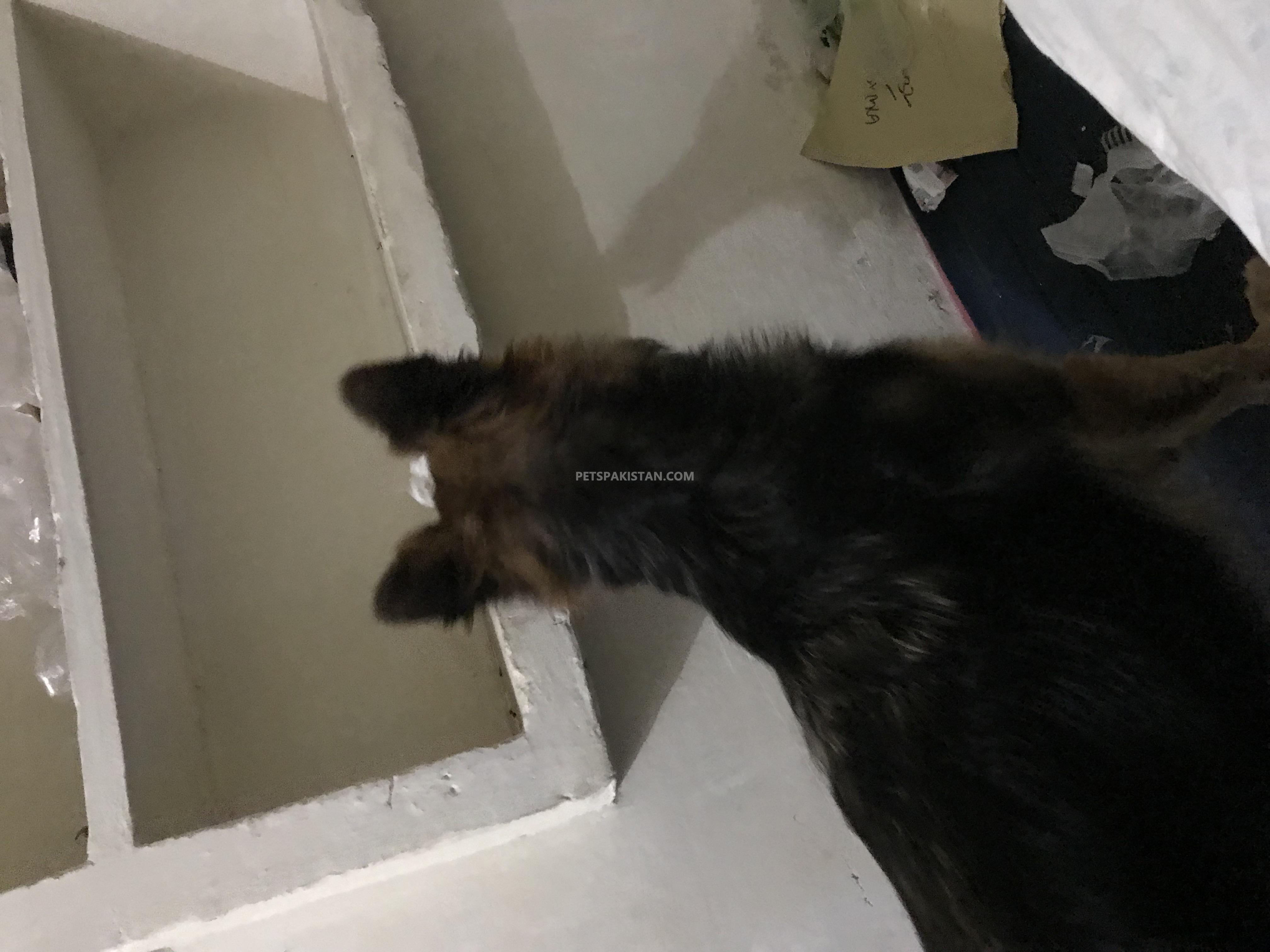 8 Months old GERMAN SHEPHERD for sale in Bahawalpur
