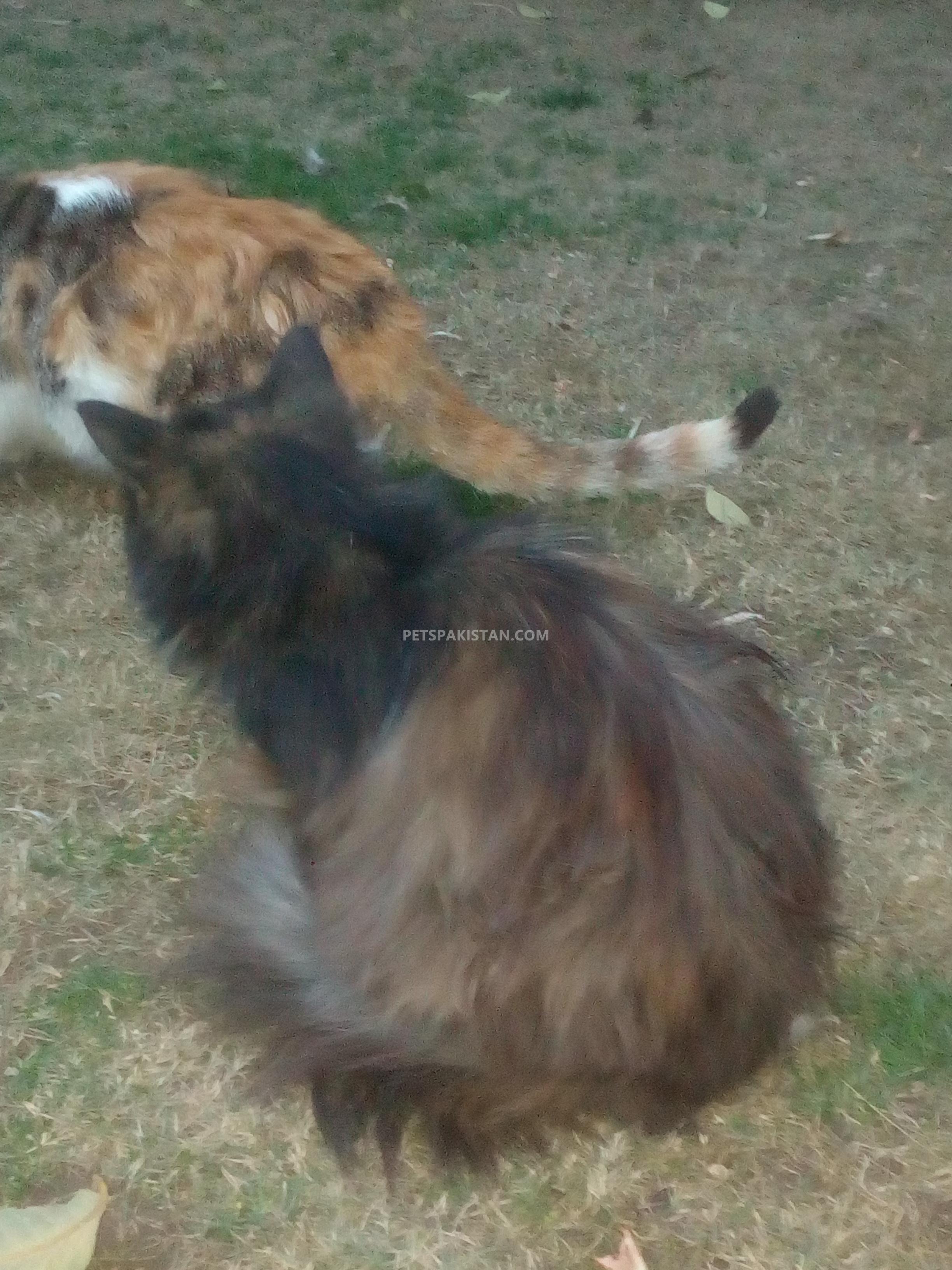 Female Persian Punch face Cat