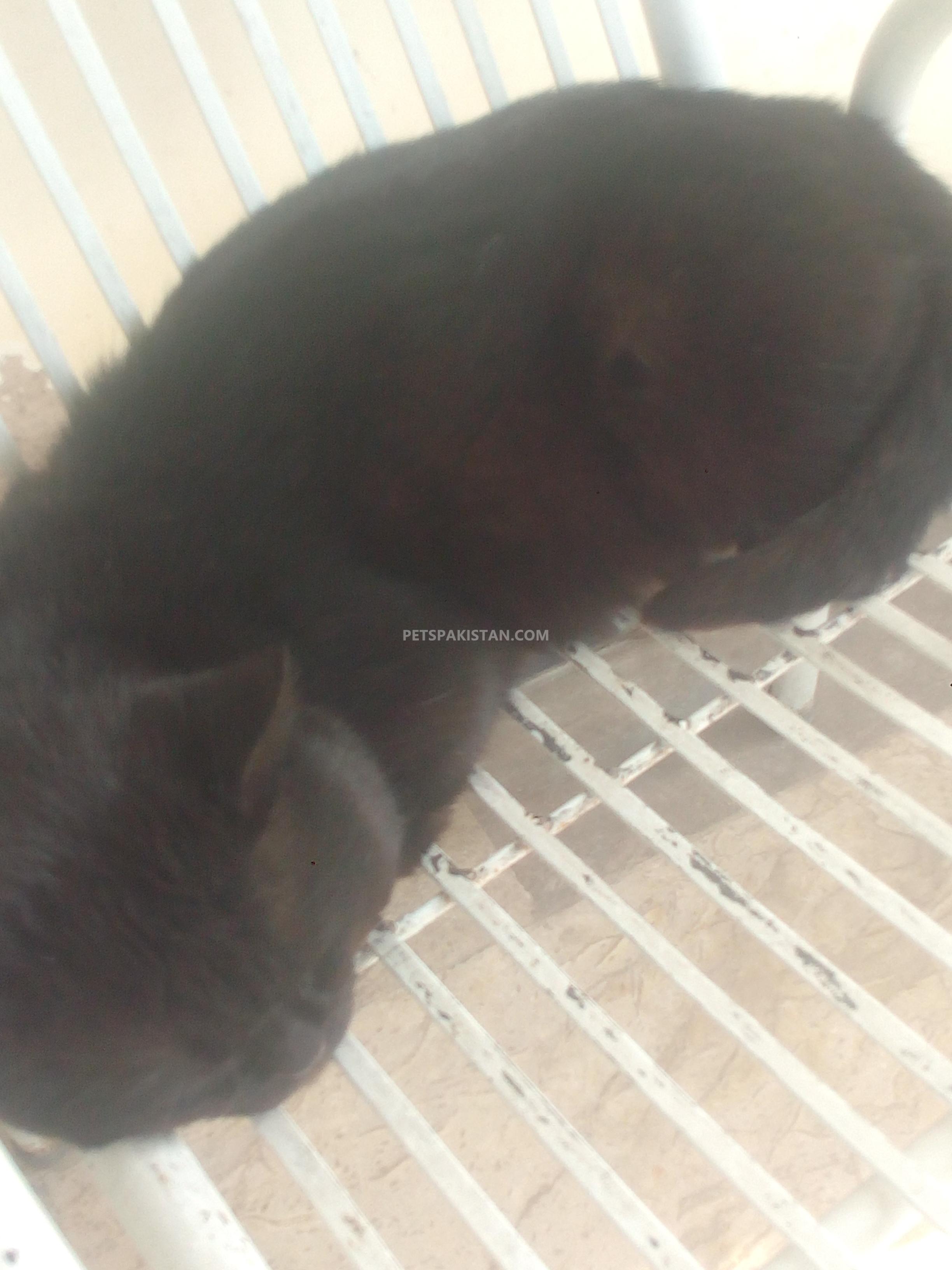 Hybrid Male Cat