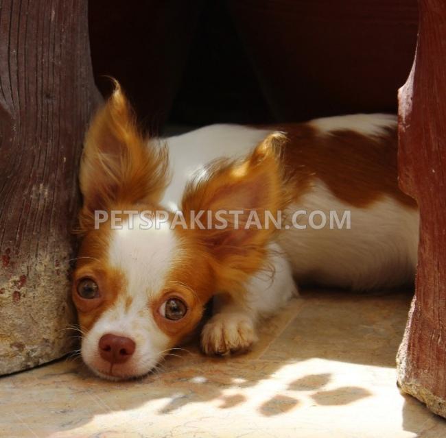 Chihuahua Male Puppies For Sale 