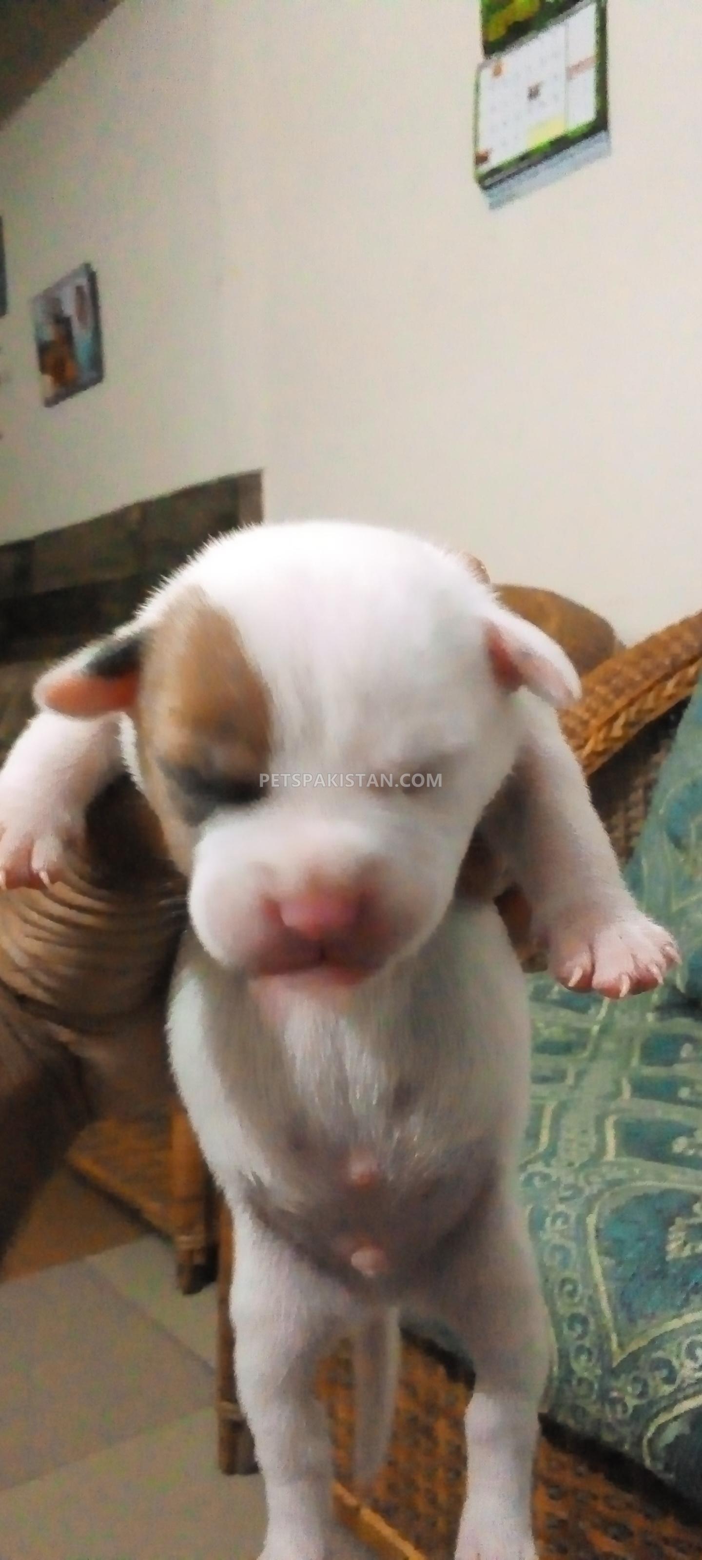 Puppy available for Sale 