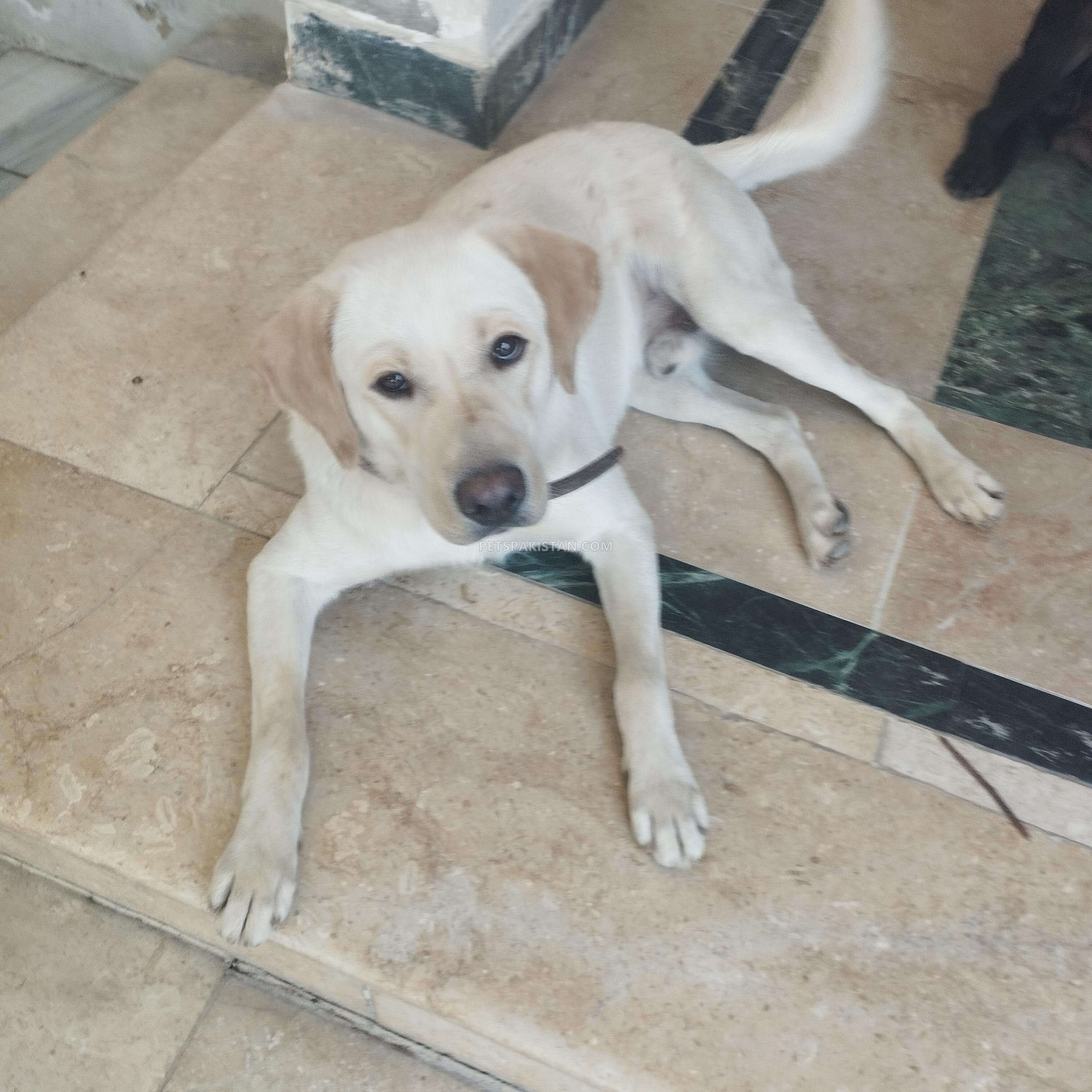Lab puppies
