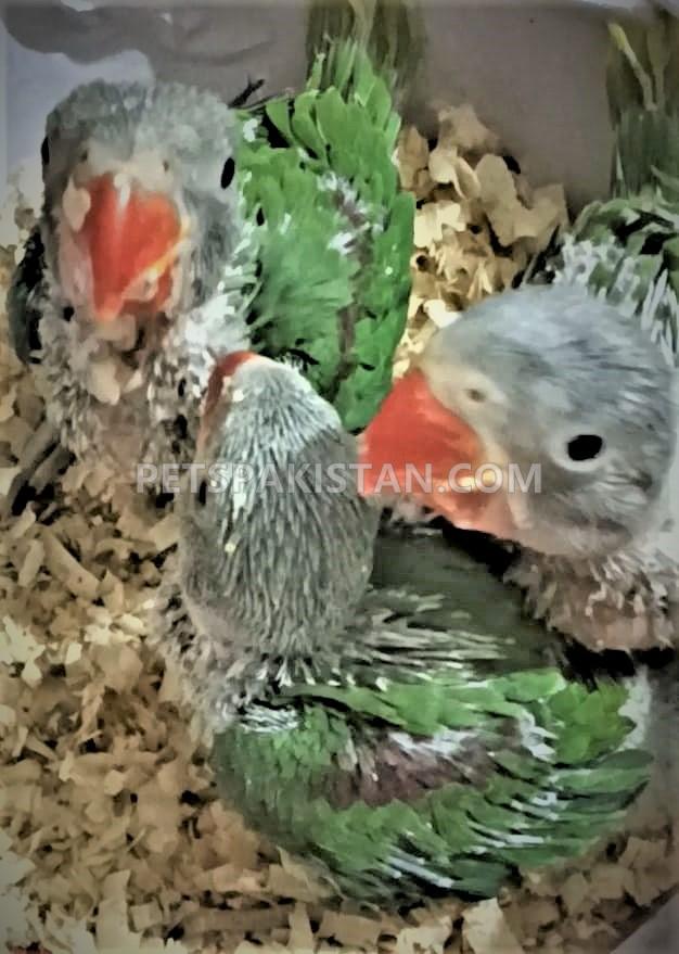 Raw Alexandrine Chicks for sale Toba Tek Singh