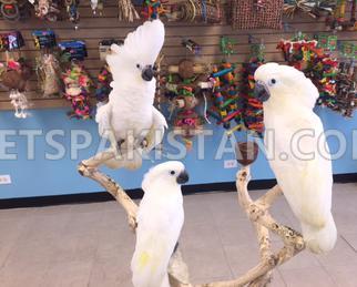 Parrots, african greys, amazons, conures, electus, fertile eggs