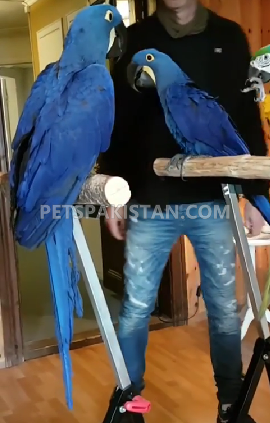 Blue Macaw Breeder Pair