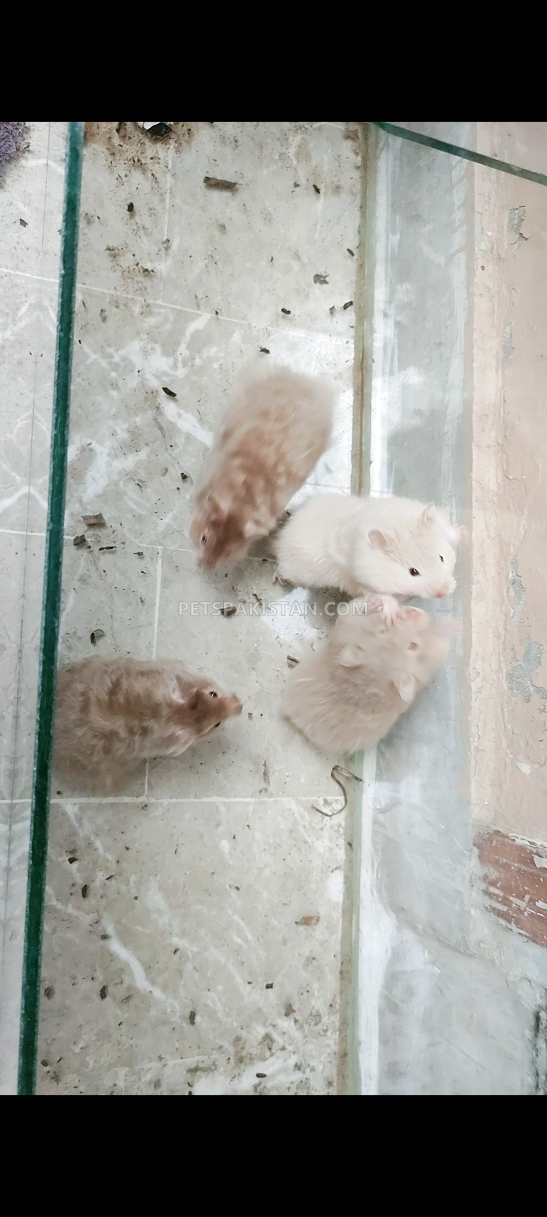 Long Haired Hamster 