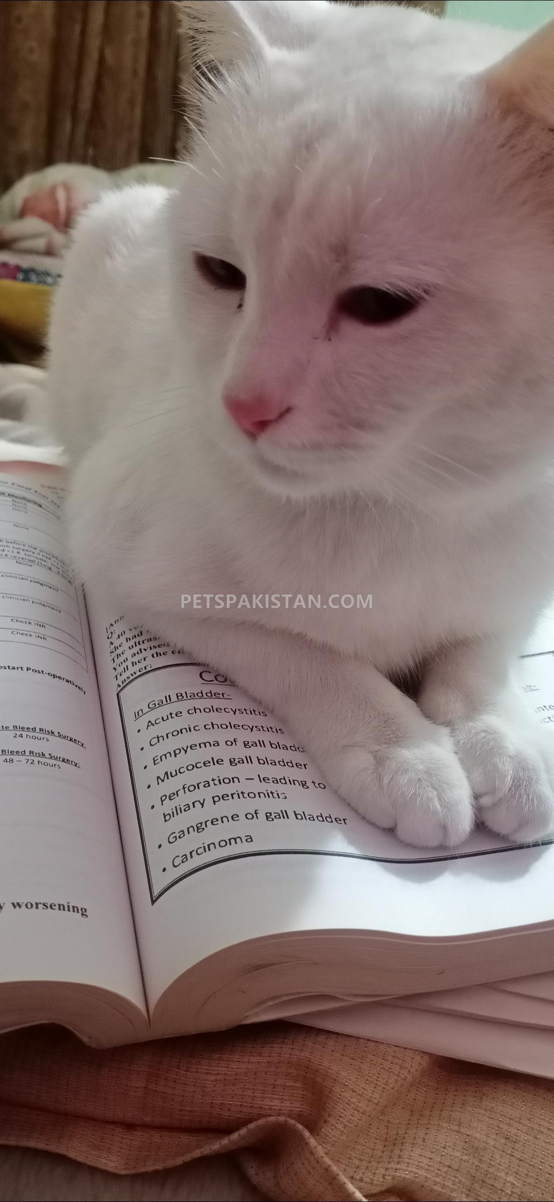 Persian cat available for free