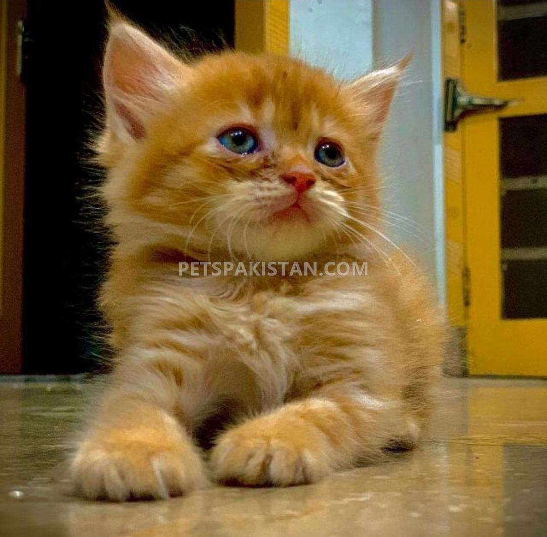 Persian kitten cute