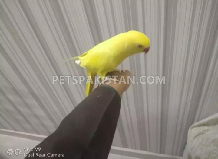 Yellow full tame, super playful, female, 3 years