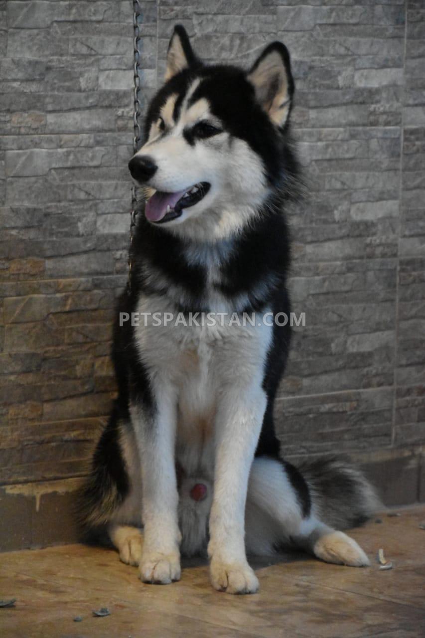 Siberian Husky 1 Year Old male