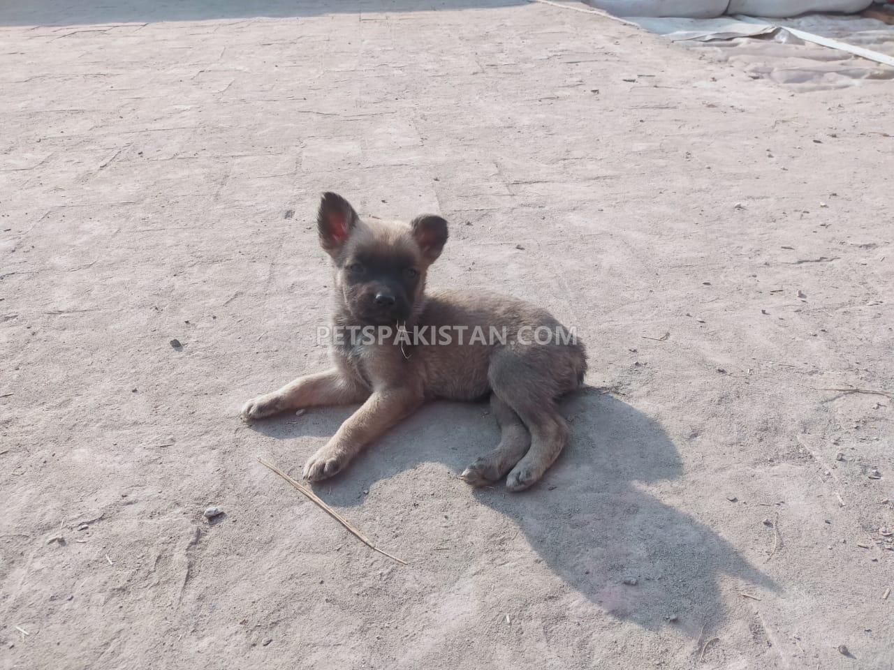 belgium malinois with german malinois puppies available in cheap price