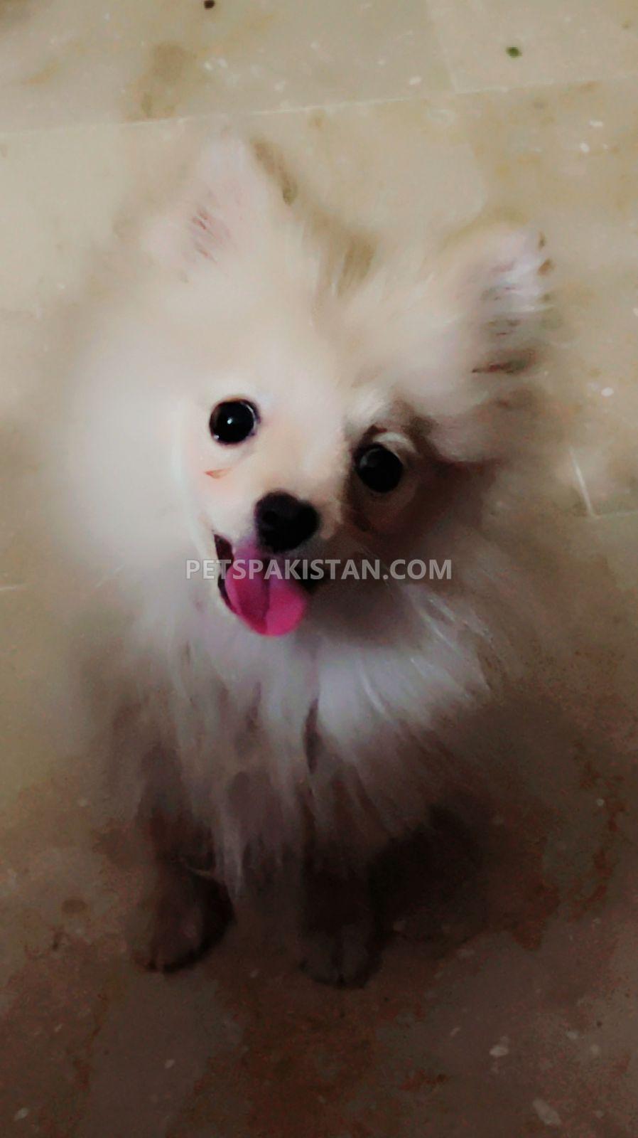 Pomeranian Puppy