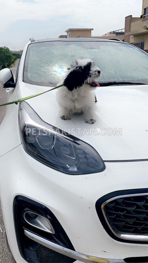 Name: Muffin, Specie: Shih tzu, Region: China, Age: 4-5 months