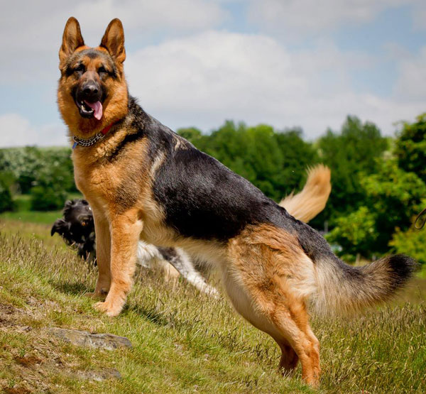 IF U WANT ANY DOG CONTECT ME I WILL PROVIDE